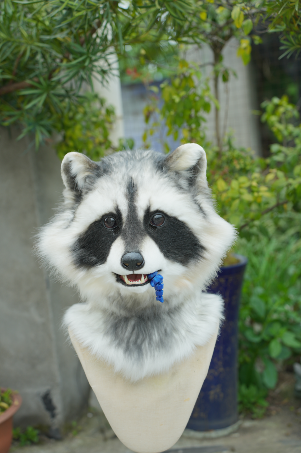 Lifelike Realistic Raccoon Mini Partial (Head + Hand Paws) – DokiDoki ...