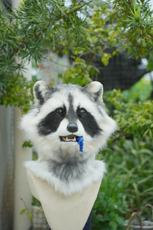 Lifelike Realistic Raccoon Mini Partial (Head + Hand Paws) – DokiDoki ...
